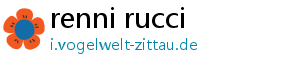 renni rucci