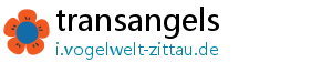 transangels